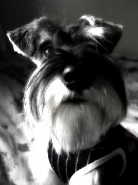 Miniature Schnauzer miniature Dog schnauzer hair animal about Pet Breed